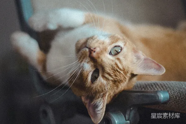 橘色斑点猫坐在黑色的椅子上