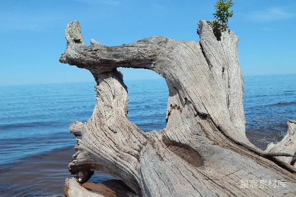 高清摄影 一段漂木坐落在海边靠近海洋的地方