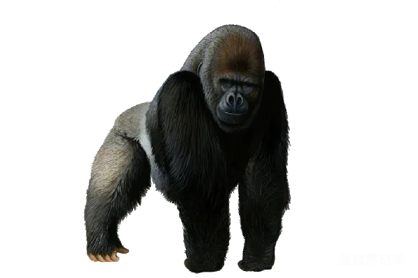 元素素材 PNG