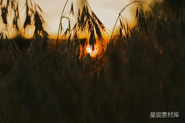 高清摄影 夕阳照在一片高草地上。