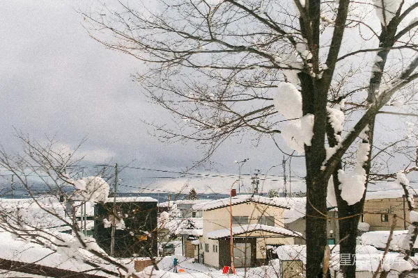 雪地中没有叶子的树