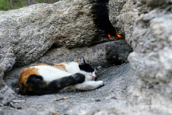 高清摄影 一只猫躺在地上，旁边有一块岩石。