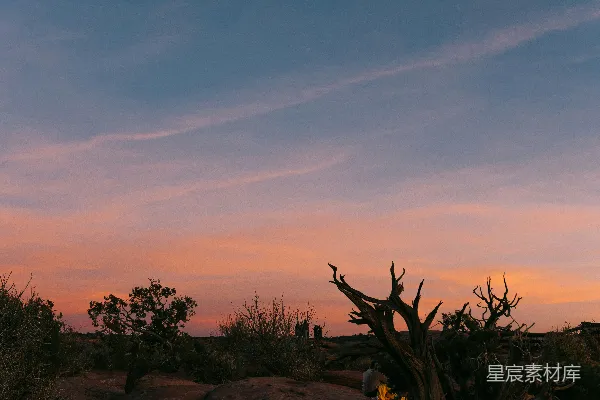 高清摄影 沙漠景观，夕阳下枯死的树木