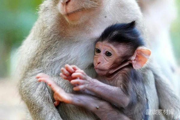 高清摄影 一只猴子抱着一只小猴子