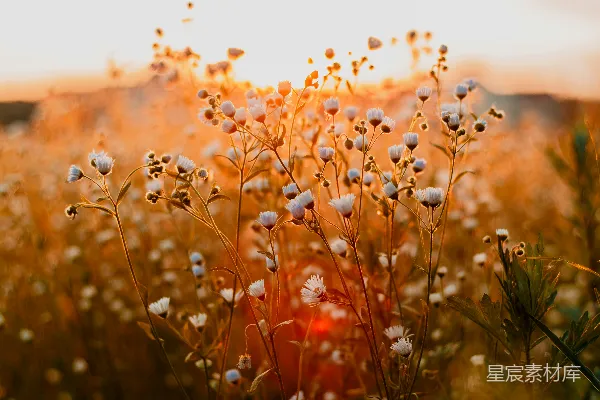 高清摄影 白花