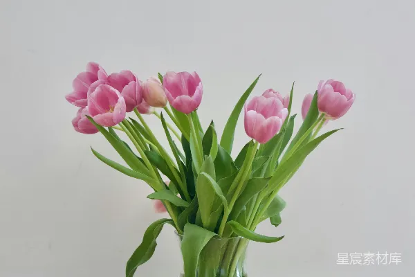 高清摄影 粉色郁金香在透明玻璃花瓶中