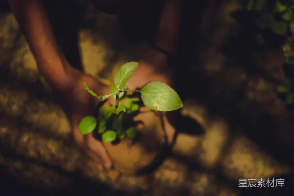 高清摄影 手持绿色叶片植物的人