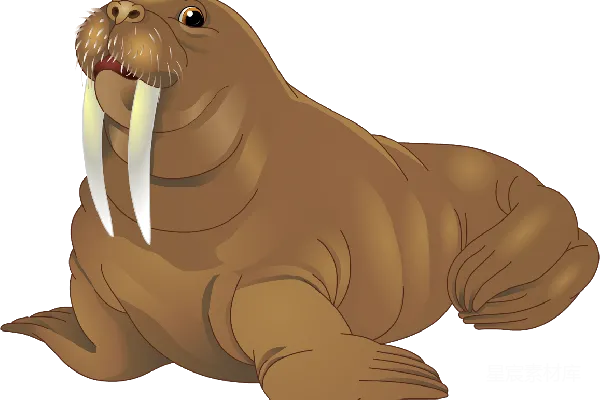 Walrus象牙