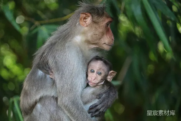高清摄影 一只猴子抱着婴儿在怀里