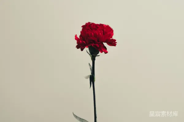 手持红玫瑰的人