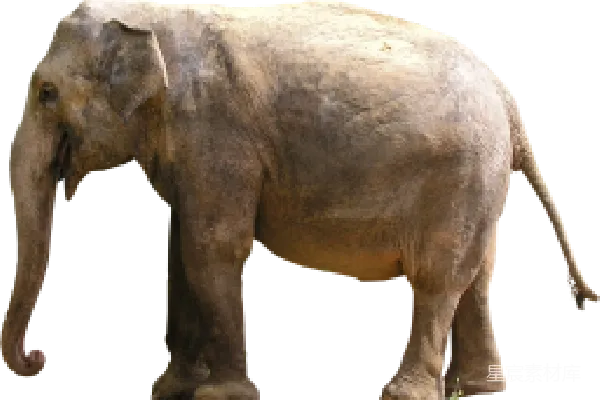 元素素材 大象