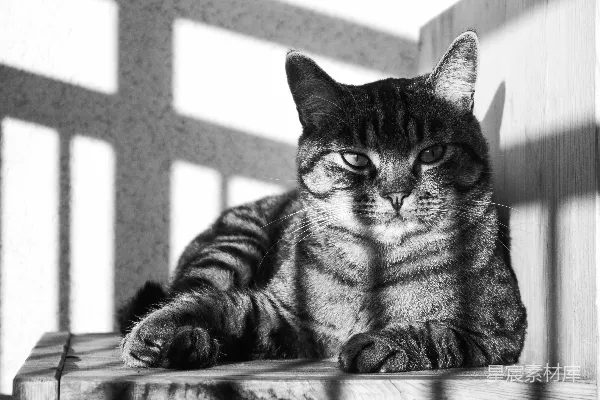 一只花斑猫在阳光下休息，影子是条纹状的。
