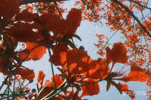 明亮的橙红色花朵在蓝天背景下盛开。