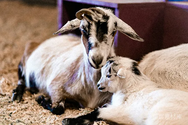 高清摄影 几只山羊挨着在一起躺着。