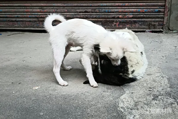 高清摄影 一只小白狗在和一只黑猫玩耍。