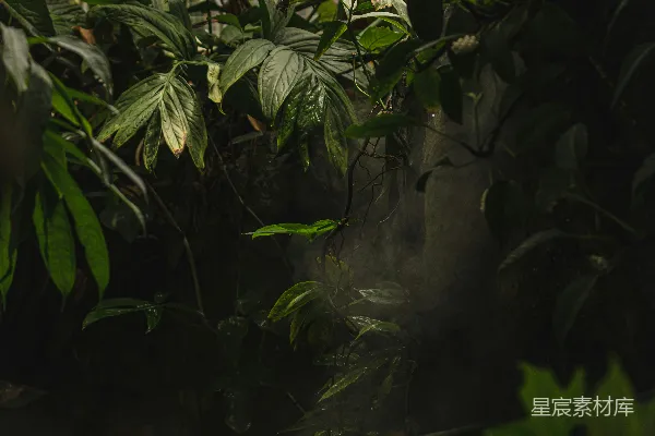 充满许多绿色植物的温室