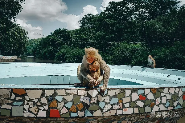 高清摄影 一只猴子坐在窗台上。