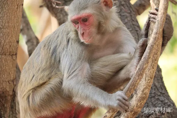 高清摄影 一只猴子坐在森林中的树枝上