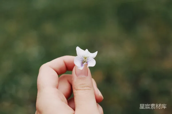 高清摄影 手上的白花