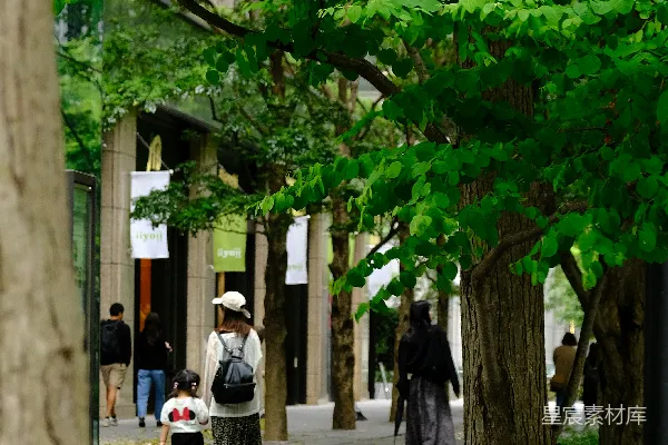 高清摄影 一群人沿着街道走，两旁有树木。