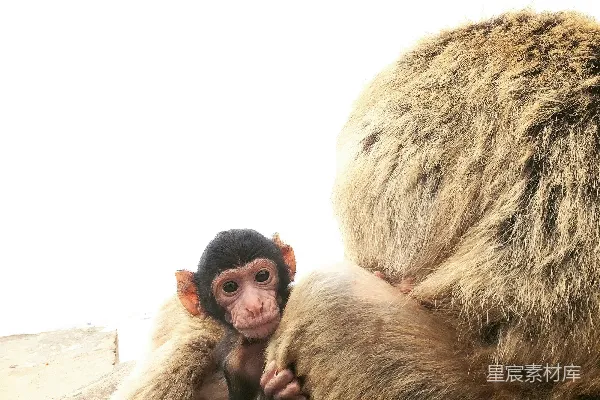 高清摄影 白天的棕色猴子