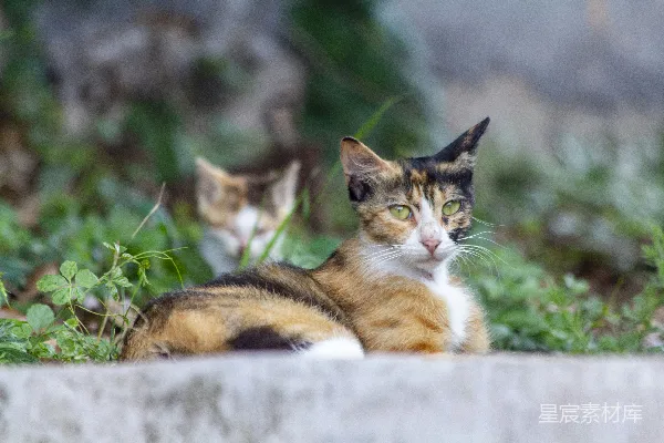 高清摄影 一只猫躺在草地上。