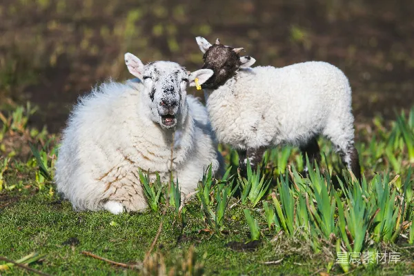 高清摄影 白天，一只白羊和小羊躺在草地上。