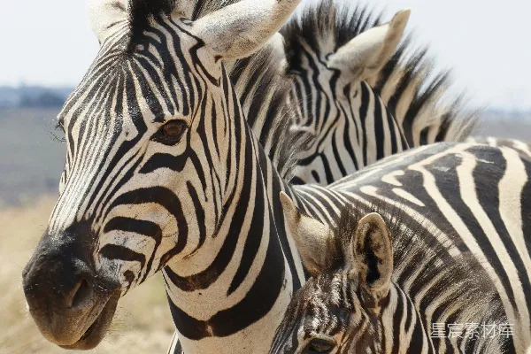 高清摄影 一群斑马并排站在田野里。