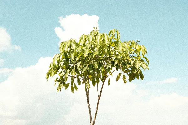 高清摄影 蓝天下的绿树