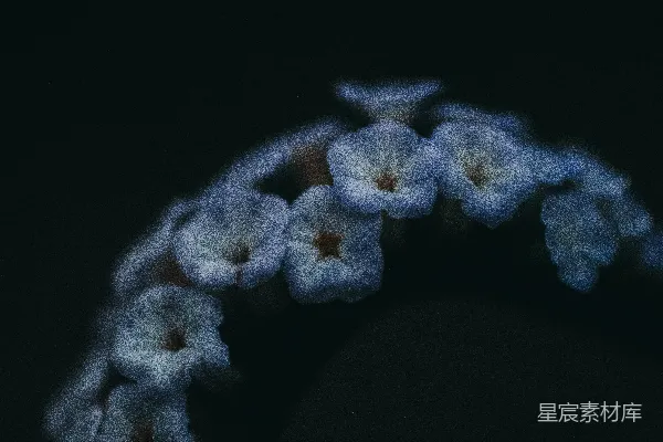 高清摄影 黑背景中的白花