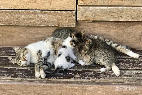 高清摄影 一群猫躺在木制长椅上。