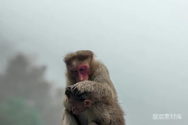 高清摄影 一只猴子坐在木桩的顶部。