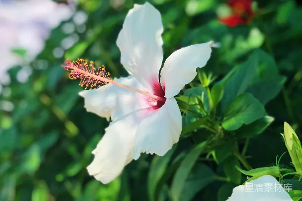 高清摄影 聚焦拍摄的白色木槿花照片