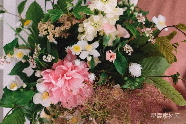 高清摄影 白花