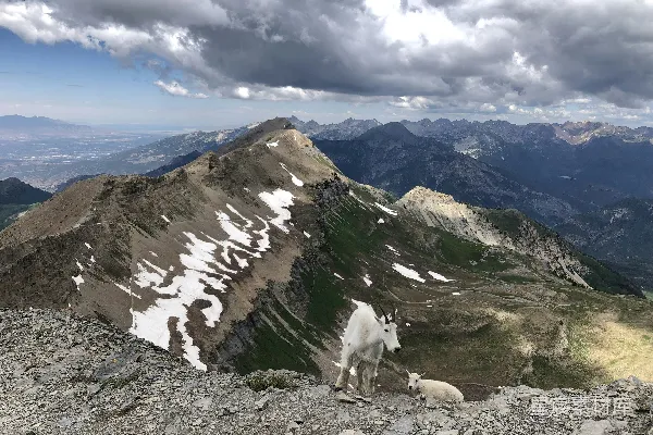 高清摄影 一只山羊站在岩石山顶上
