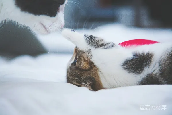 高清摄影 小猫用爪子碰猫的鼻子
