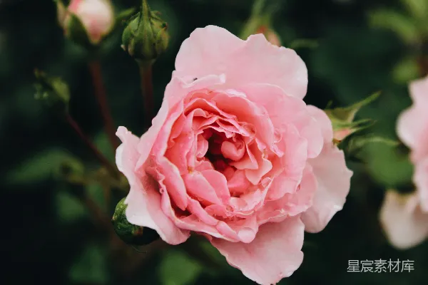高清摄影 粉红色花瓣的花