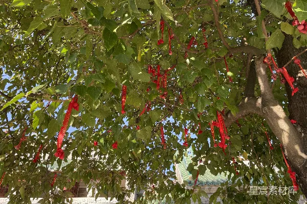 高清摄影 一棵树上挂满了许多红色浆果。