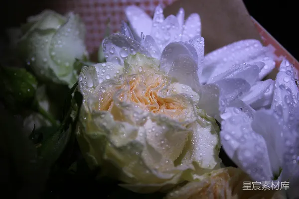 高清摄影 一束花朵，上面有水珠。