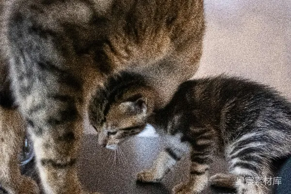 高清摄影 一只猫和一只小猫
