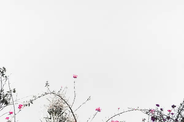 高清摄影 盛开的粉红色花朵