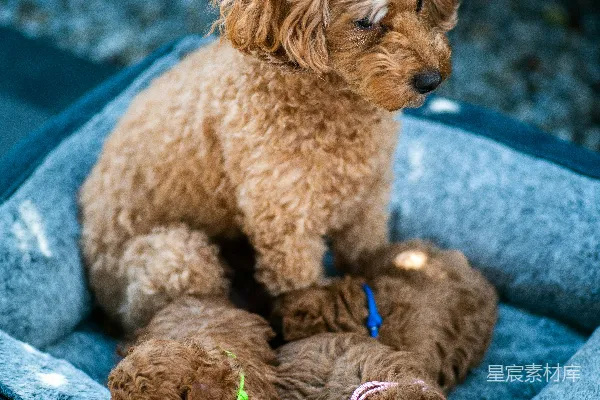 高清摄影 棕色的贵宾犬幼犬在蓝色纺织品上