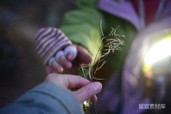 高清摄影 一幅人物手持植物的特写照片