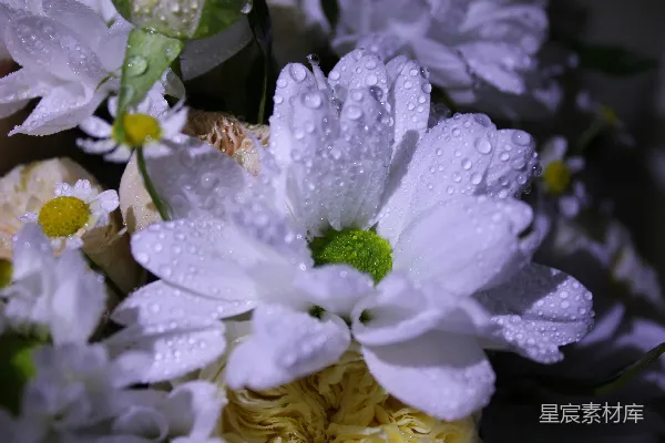 高清摄影 一束带水珠的鲜花