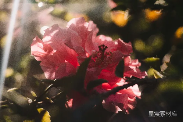 树上一朵粉红色的花朵特写