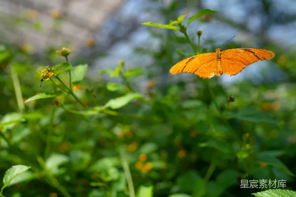 高清摄影 白天，一只黄色蝴蝶停在绿叶上。