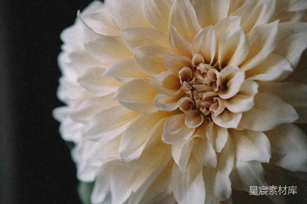 高清摄影 白花