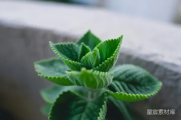 高清摄影 特写摄影中的绿色植物