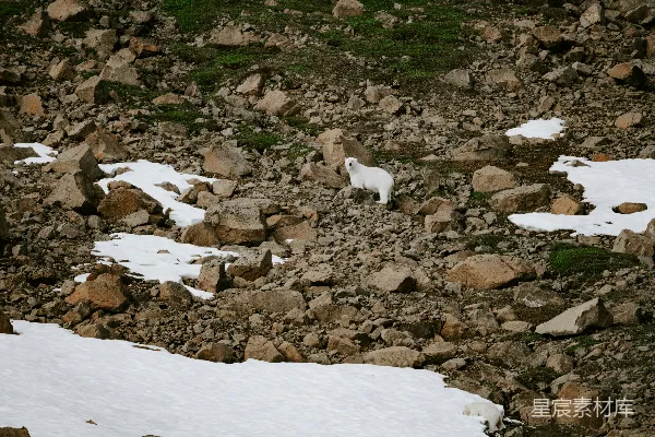 高清摄影 一只山羊站在一堆岩石上。