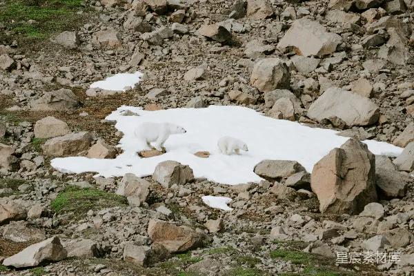高清摄影 两只北极熊正穿过覆盖着积雪的地面。